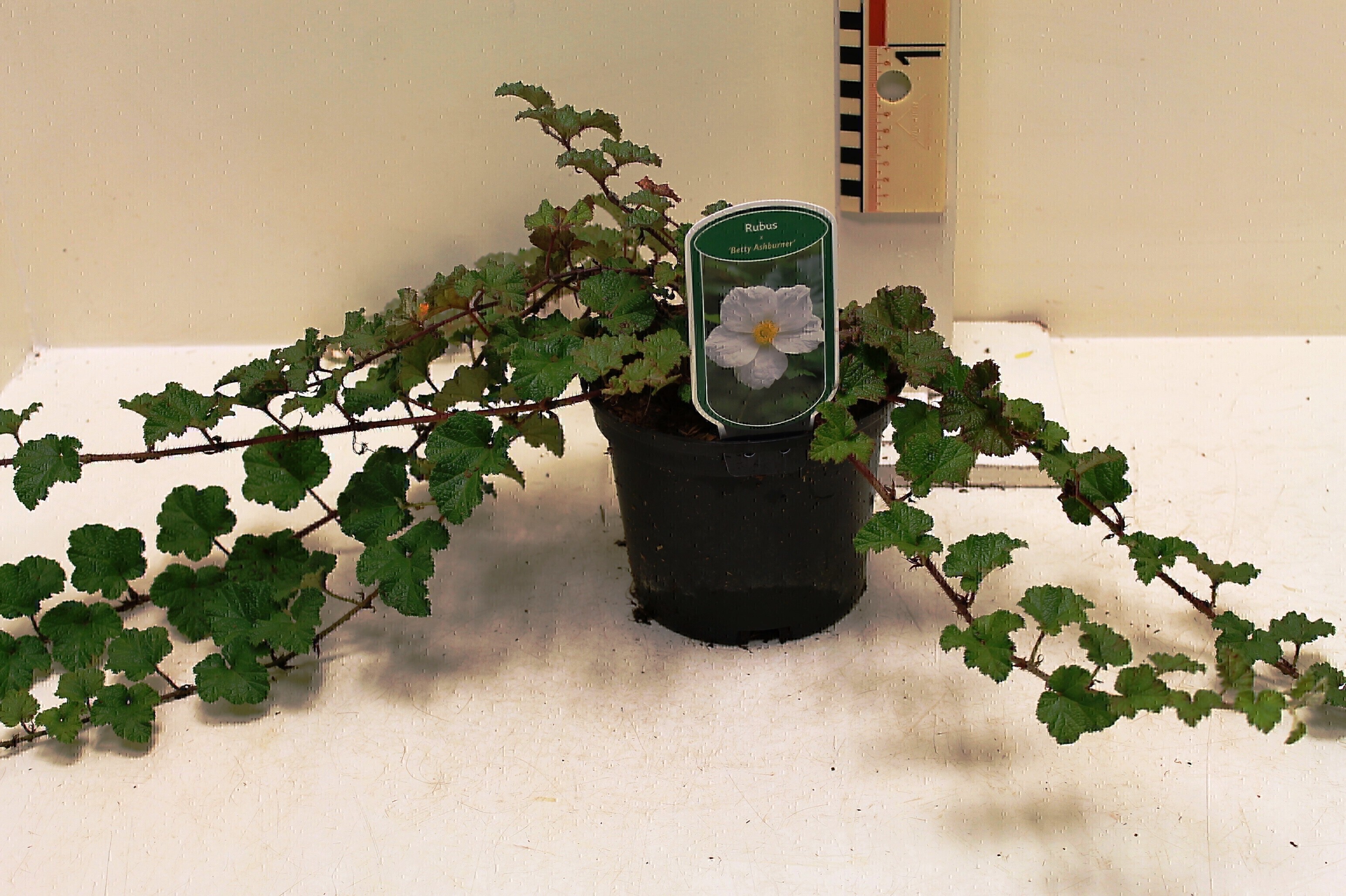 Rubus Betty Ashburner c2 (2)
